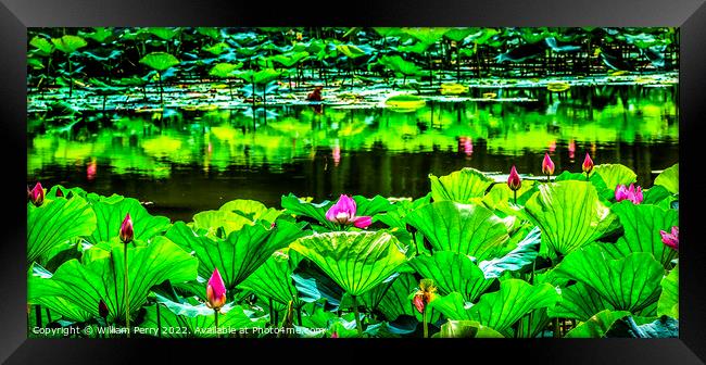 Pink Lotus Garden Reflection Summer Palace Beijing Framed Print by William Perry