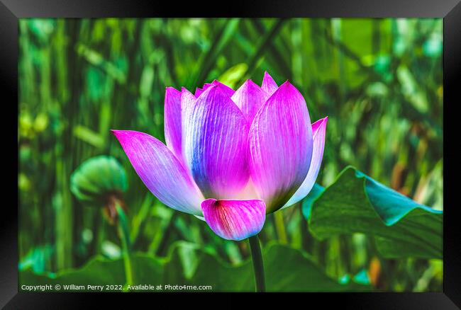 Pink Lotus Flower Close Up Beijing China Framed Print by William Perry