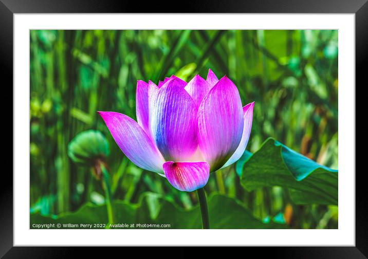 Pink Lotus Flower Close Up Beijing China Framed Mounted Print by William Perry