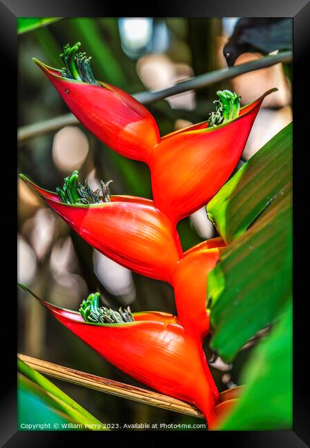 Red Flowers Hanging Lobster Claws Fairchild Garden Coral Gables  Framed Print by William Perry