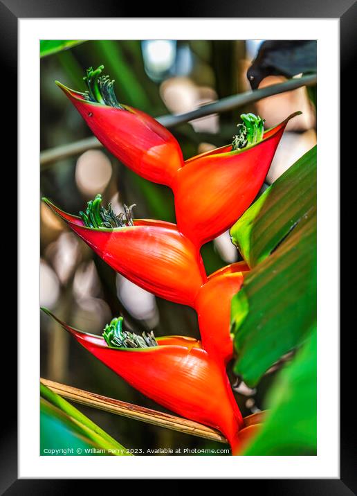 Red Flowers Hanging Lobster Claws Fairchild Garden Coral Gables  Framed Mounted Print by William Perry