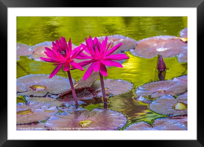 Pink Nymphea Water Lily Fairchild Garden Coral Gables Florida Framed Mounted Print by William Perry