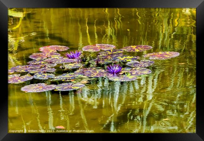 Purple Nymphea Water Lily Fairchild Garden Coral Gables Florida Framed Print by William Perry