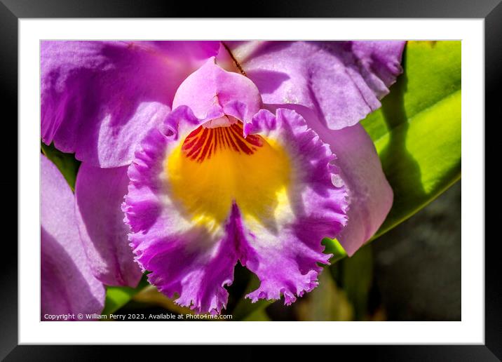 Purple Yellow Cattleya Orchid Flower Florida Framed Mounted Print by William Perry