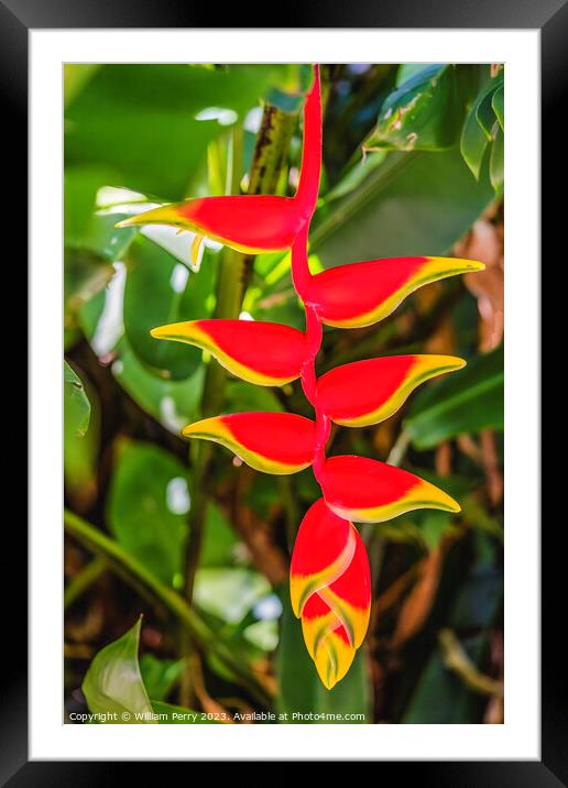 Red Flowers Hanging Lobster Claws Fairchild Garden Florida Framed Mounted Print by William Perry