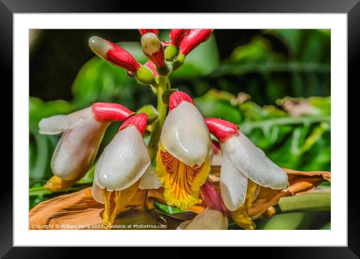 White Yellow Shell Ginger Flowers Fairchild Garden Coral Gables  Framed Mounted Print by William Perry