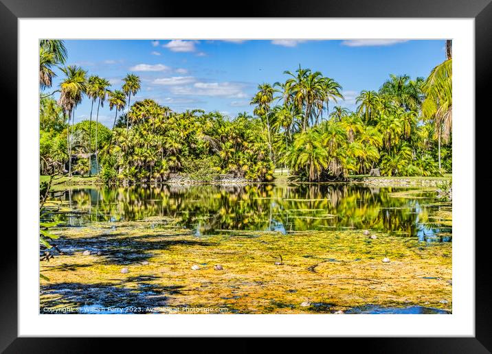 Palm Trees Coconuts Lake Reflection Fairchild Garden Coral Gable Framed Mounted Print by William Perry