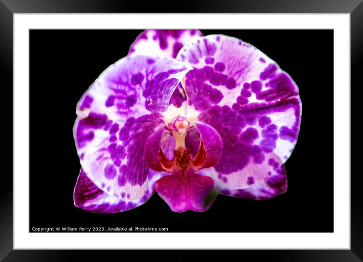 Pink Moth Orchids Flowers Florida Framed Mounted Print by William Perry