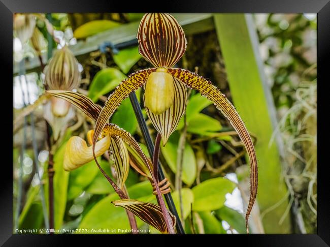 Brown Yellow Slipper Orchids Flowers Florida Framed Print by William Perry