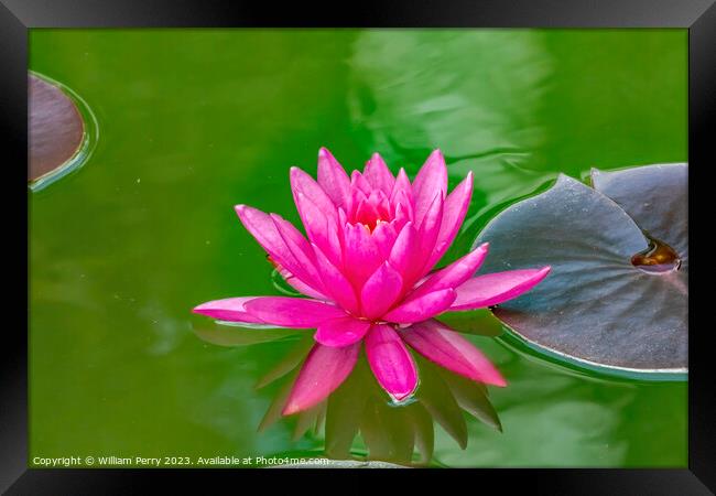 Pink Miss Siam Water Lily Vizcaya Garden Miami Florida Framed Print by William Perry