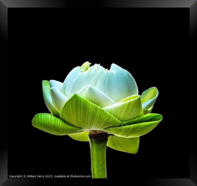 Lotus Bud Unfolded To Show Purity Grand Palace Bangkok Thailand Framed Print by William Perry