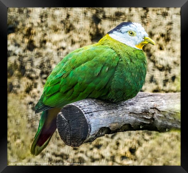 Male Black Napped Fruit Dove Framed Print by William Perry