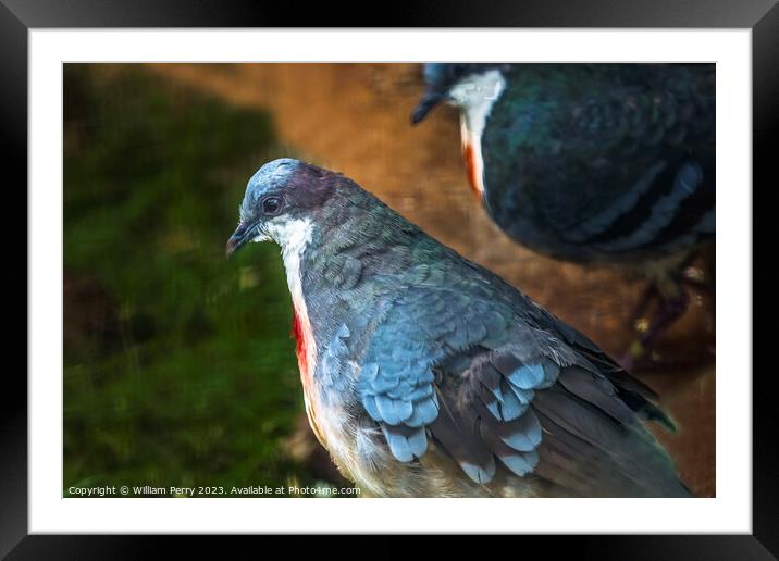 Luzon Bleeding-heart Doves Framed Mounted Print by William Perry