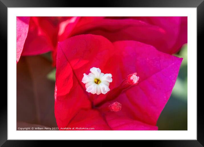 Pink Red Bougainvillea White Flower Stamen Close  Framed Mounted Print by William Perry