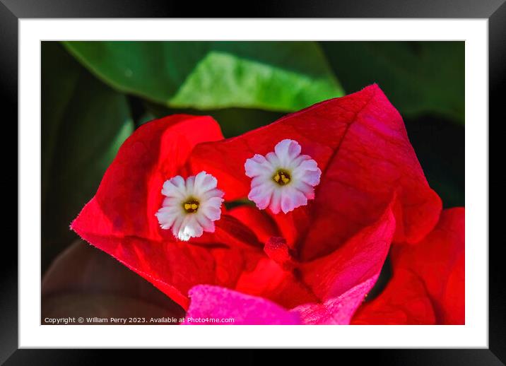 Pink Red Bougainvillea White Flowers Stamens Close  Framed Mounted Print by William Perry