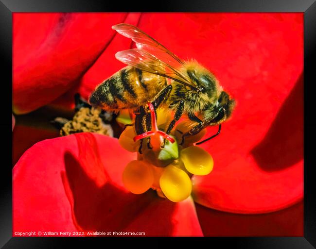 Colorful Honey Bee Red Flower Yellow Stamen Framed Print by William Perry