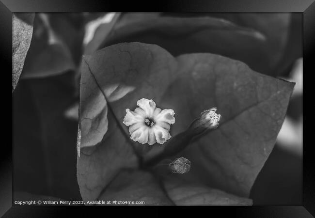Black White Bougainvillea Flower Stamen Close  Framed Print by William Perry