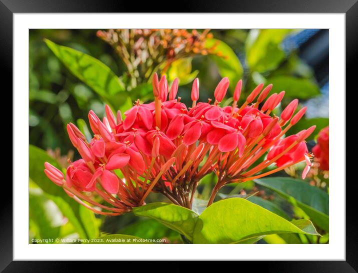 Pink Jungle Geranium Flowers Waikiki Oahu Hawaii Framed Mounted Print by William Perry