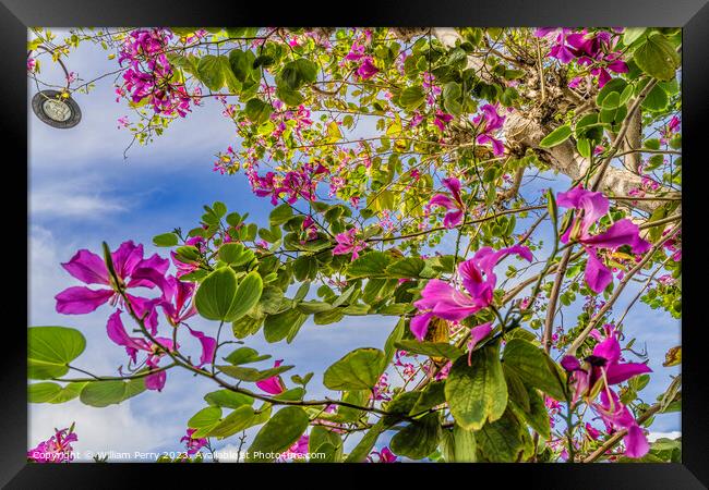 Colorful Pink Hong Kong Orchid Tree Flowers Kailua Honolulu Hawa Framed Print by William Perry