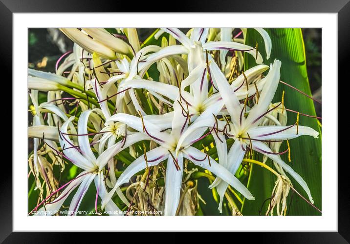 White Spider Crinum Lily Flowers Leaves Waikiki Honolulu Hawaii Framed Mounted Print by William Perry