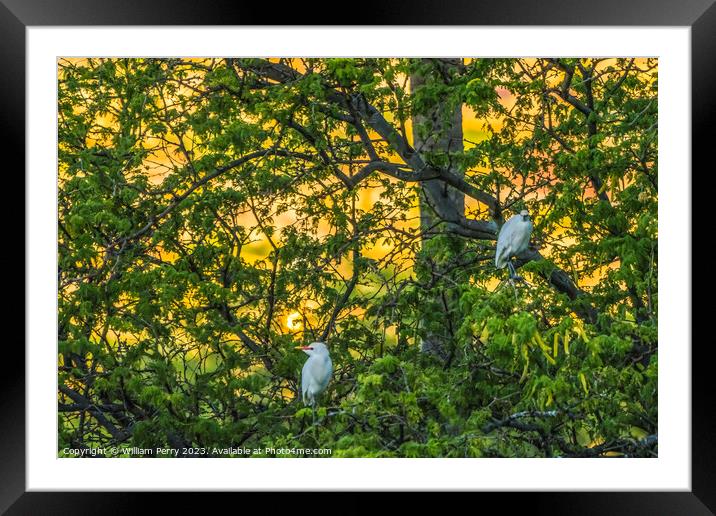 White Cattle Egrets Nesting Colony Tree Sunset Waikiki Honolulu  Framed Mounted Print by William Perry