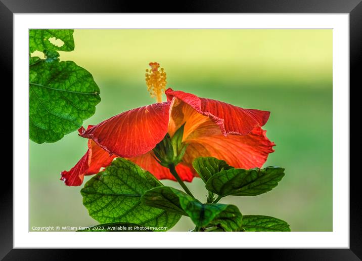 Deep Bright Orange Tropical Hibiscus Flower Hawaii Framed Mounted Print by William Perry