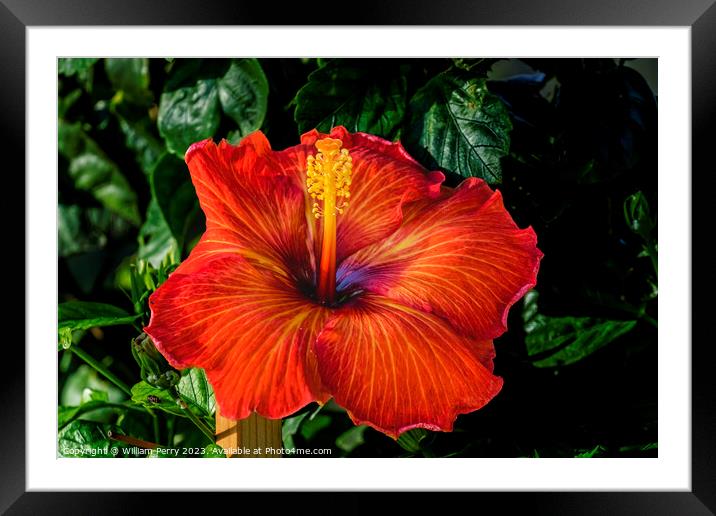 Deep Bright Orange Tropical Hibiscus Flower Hawaii Framed Mounted Print by William Perry