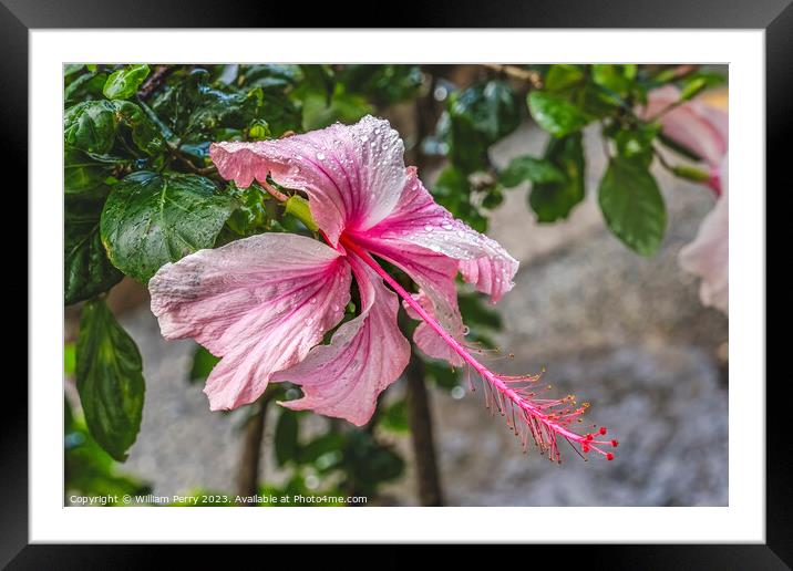 White Pink Tropical Hibiscus Flowers Hawaii Framed Mounted Print by William Perry