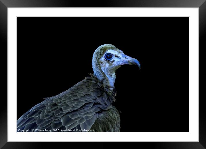 Colorful Juvenile Hooded Vulture Waikiki Honolulu Hawaii  Framed Mounted Print by William Perry
