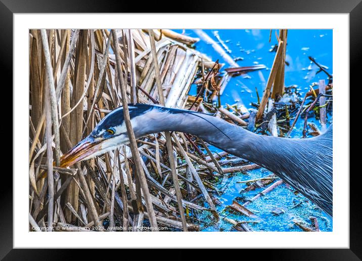 Great Blue Heron Juanita Bay Park Lake Washington Kirkland Washi Framed Mounted Print by William Perry