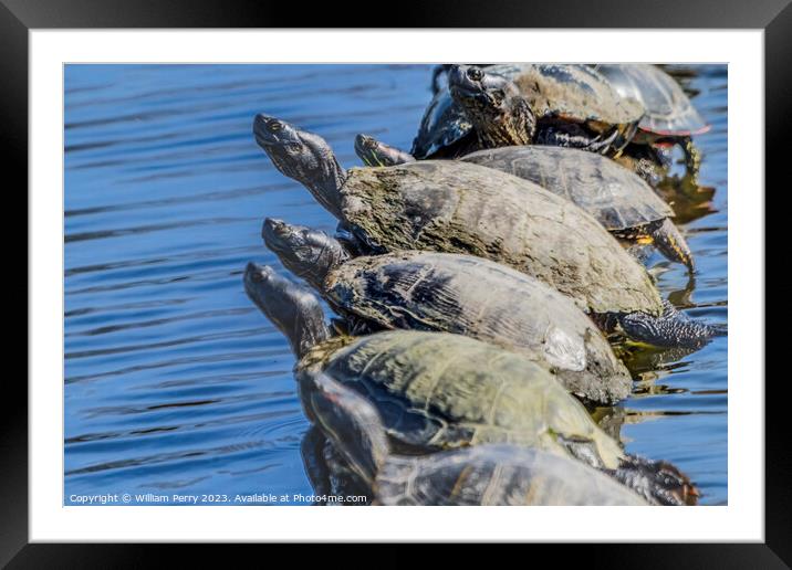 Western Painted Turtle Line Juanita Bay Park Lake Washington Kir Framed Mounted Print by William Perry