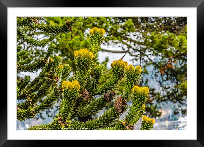 Green Yellow Monkey Puzzle Tree Blooming Macro Washington  Framed Mounted Print by William Perry