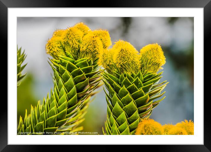 Green Yellow Monkey Puzzle Tree Blooming Macro Washington  Framed Mounted Print by William Perry
