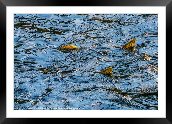 Chinook Salmon Issaquah Creek Hatchery Washington State Framed Mounted Print by William Perry