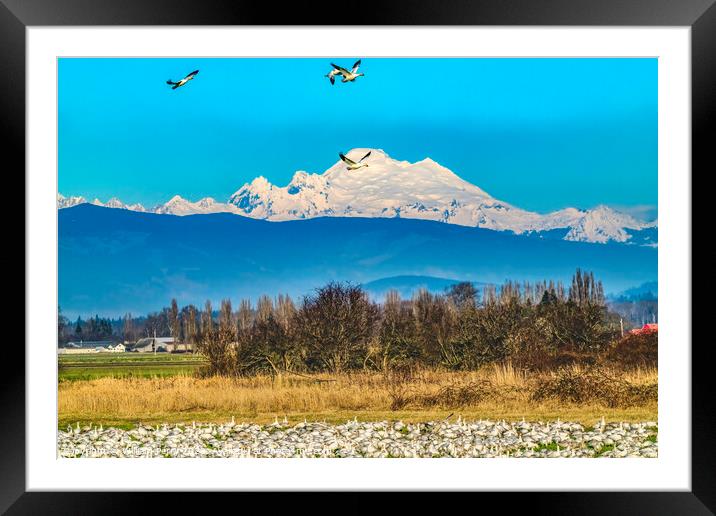 Thousands Snow Geese Flying Mount Baker Skagit Valley Washington Framed Mounted Print by William Perry