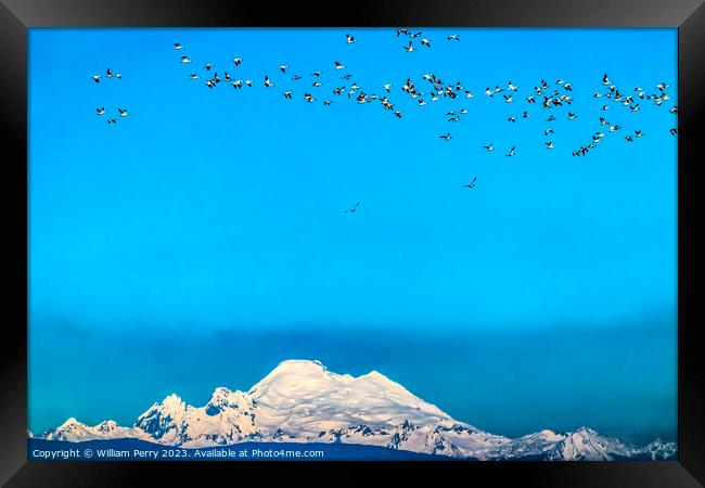 Many Snow Geese Flying Over Mount Baker Skagit Valley Washington Framed Print by William Perry