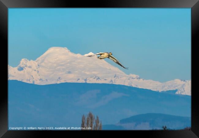 Snow Goose Flying Over Mount Baker Skagit Valley Washington Framed Print by William Perry
