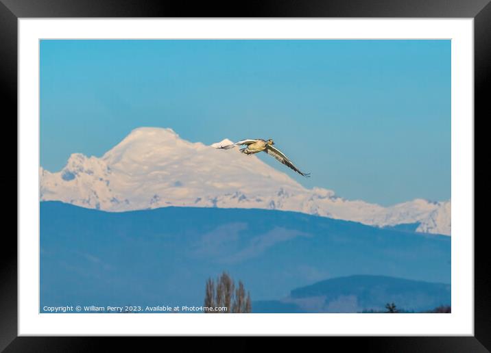 Snow Goose Flying Over Mount Baker Skagit Valley Washington Framed Mounted Print by William Perry