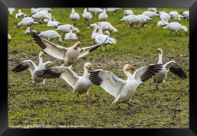 Snow Geese Dancing Skagit Valley Washington Framed Print by William Perry