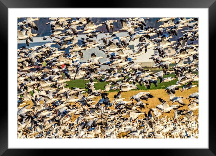 Thousands Snow Geese Flying Skagit Valley Washington Framed Mounted Print by William Perry