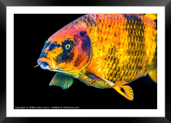Large Orange Carp Koi Fish Waikiki Oahu Hawaii Framed Mounted Print by William Perry