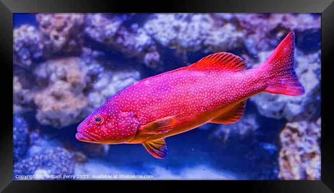 Colorful Red Coral Grouper Waikiki Oahu Hawaii Framed Print by William Perry
