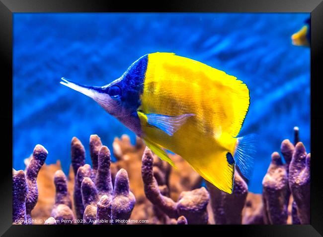 Colorful Yellow Longnose Butterfly Fish Waikiki Oa Framed Print by William Perry