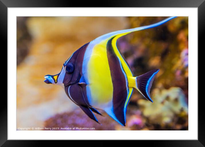 Colorful Moorish Idol Fish Waikiki Oahu Hawaii Framed Mounted Print by William Perry