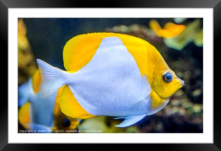 White Yellow Pyramid Butterfly Fish Waikiki Oahu H Framed Mounted Print by William Perry