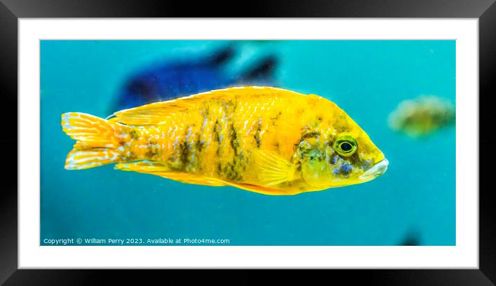 Colorful Yellow Blotched Peacock Cichlid Fish Oahu Hawaii Framed Mounted Print by William Perry