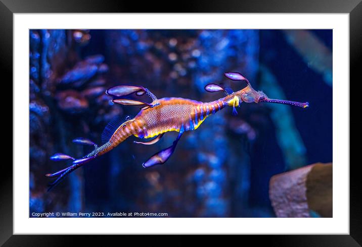 Colorful Weedy Seadragon Fish Oahu Hawaii Framed Mounted Print by William Perry