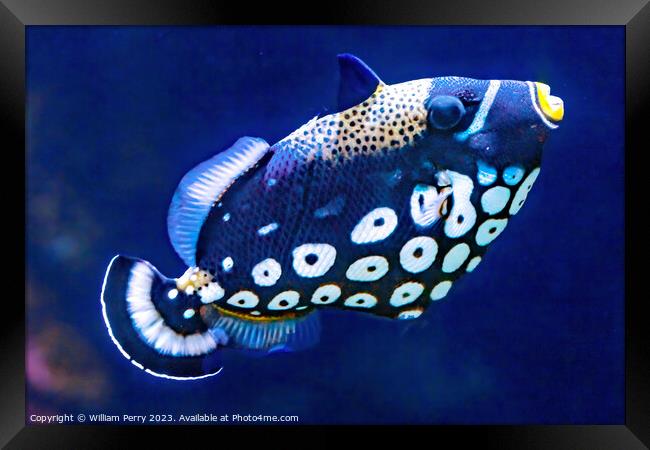 White Spotted Clown Trigger Fish Waikiki Oahu Hawaii Framed Print by William Perry