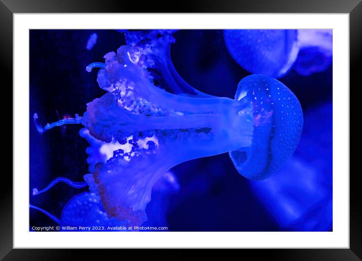 Colorful Blue White Spotted Jellyfish Waikiki Oahu Hawaii Framed Mounted Print by William Perry