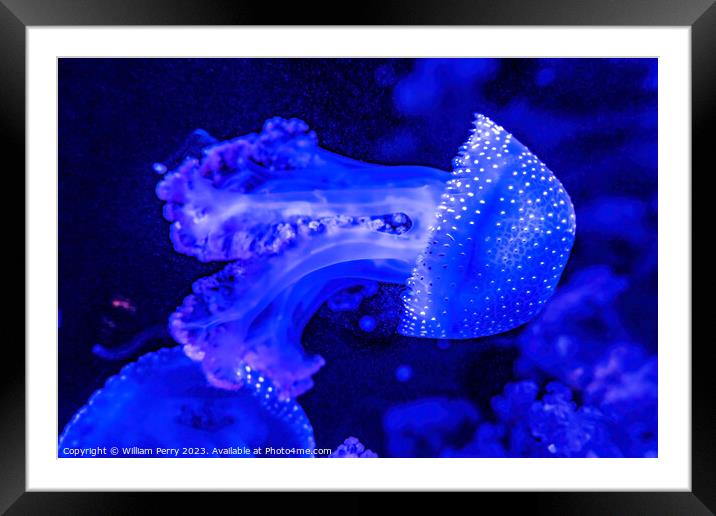 Colorful Blue White Spotted Jellyfish Waikiki Oahu Hawaii Framed Mounted Print by William Perry